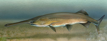 Икра Веслоноса черная